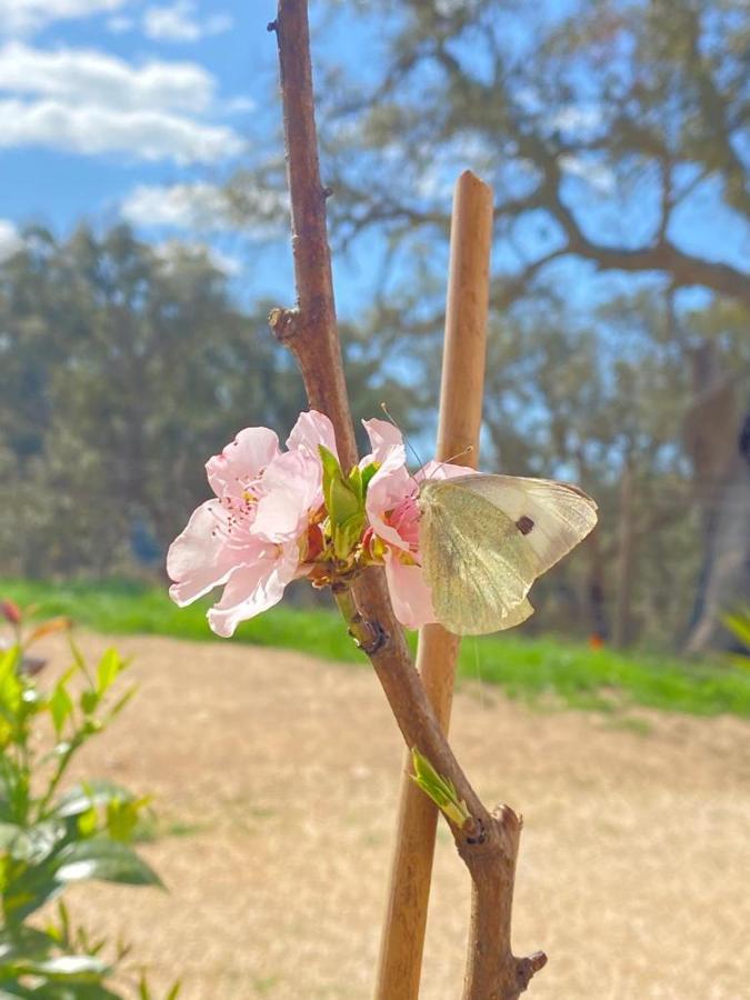 Herdade Da Maceira Villa São Luis Esterno foto